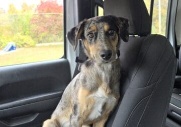 Catahoula Leopard Female, 7 months old
