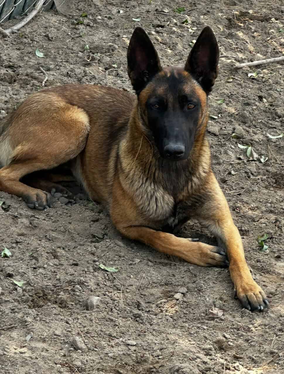 German shepherd Belgian malinois puppies for sale image 12