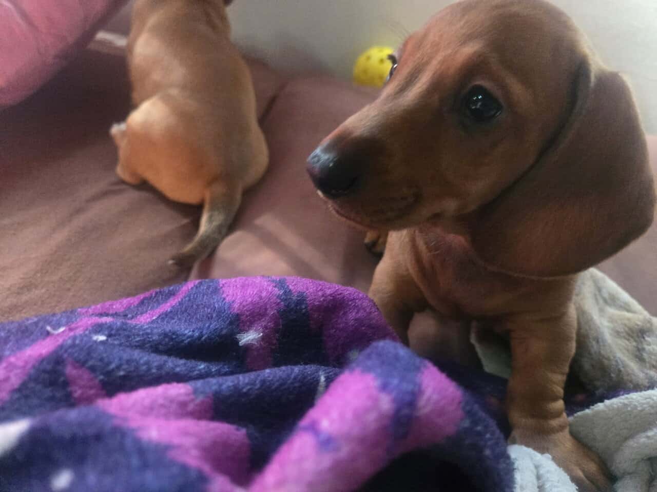 Miniature Dachshund Puppies image 2