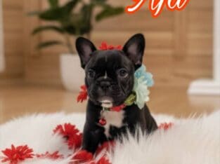 Beautiful Frenchtons Girls Frenchbull and Boston