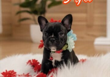 Beautiful Frenchtons Girls Frenchbull and Boston