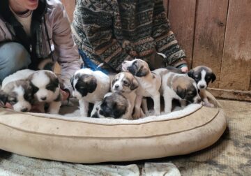Armenian Gampr Puppies