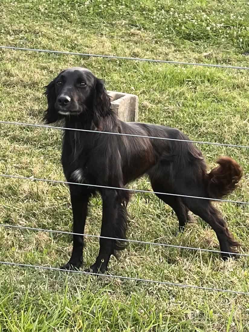 Border Collie/Irish Setter Mix image 2