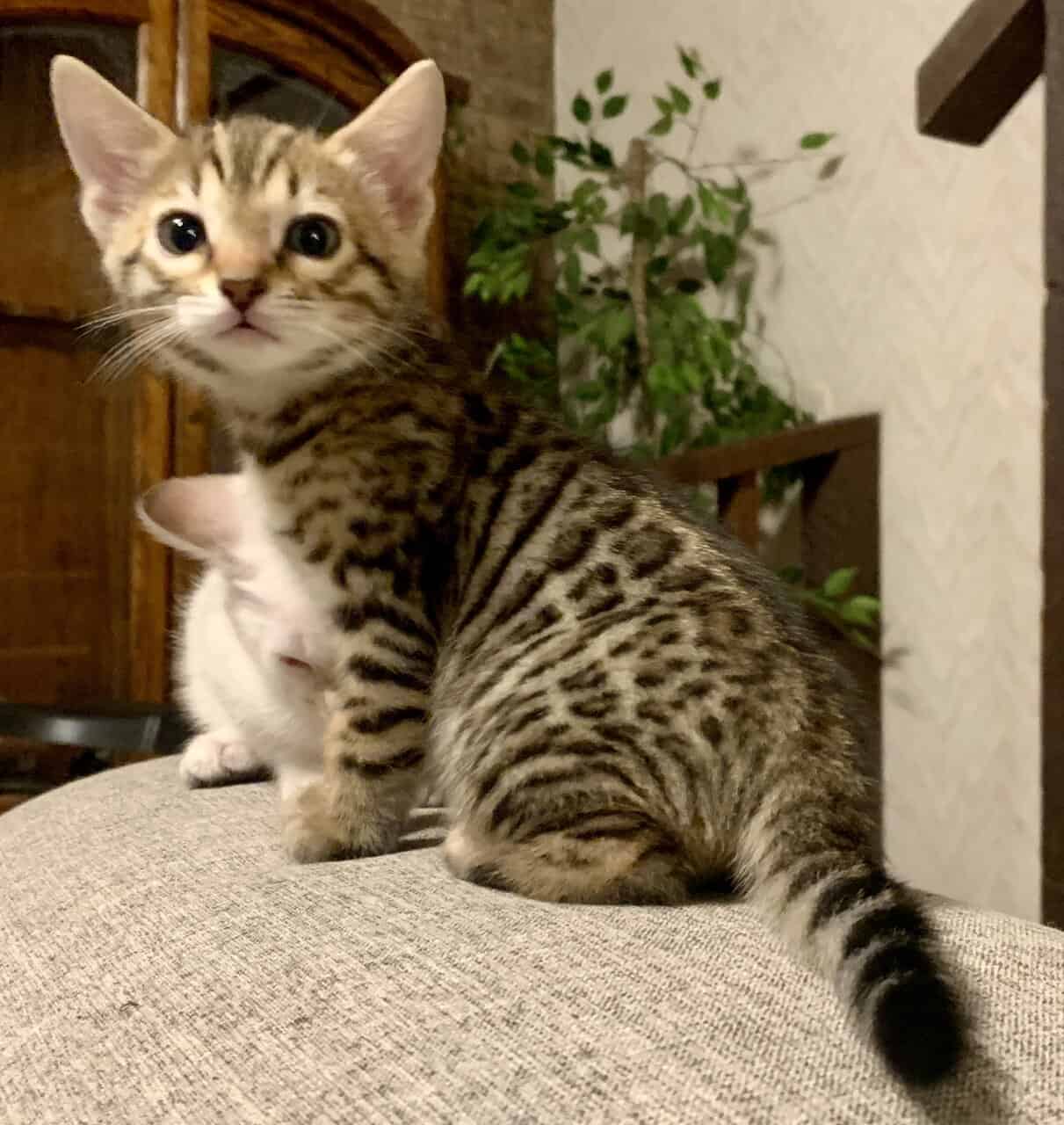Bengal Kittens image 1