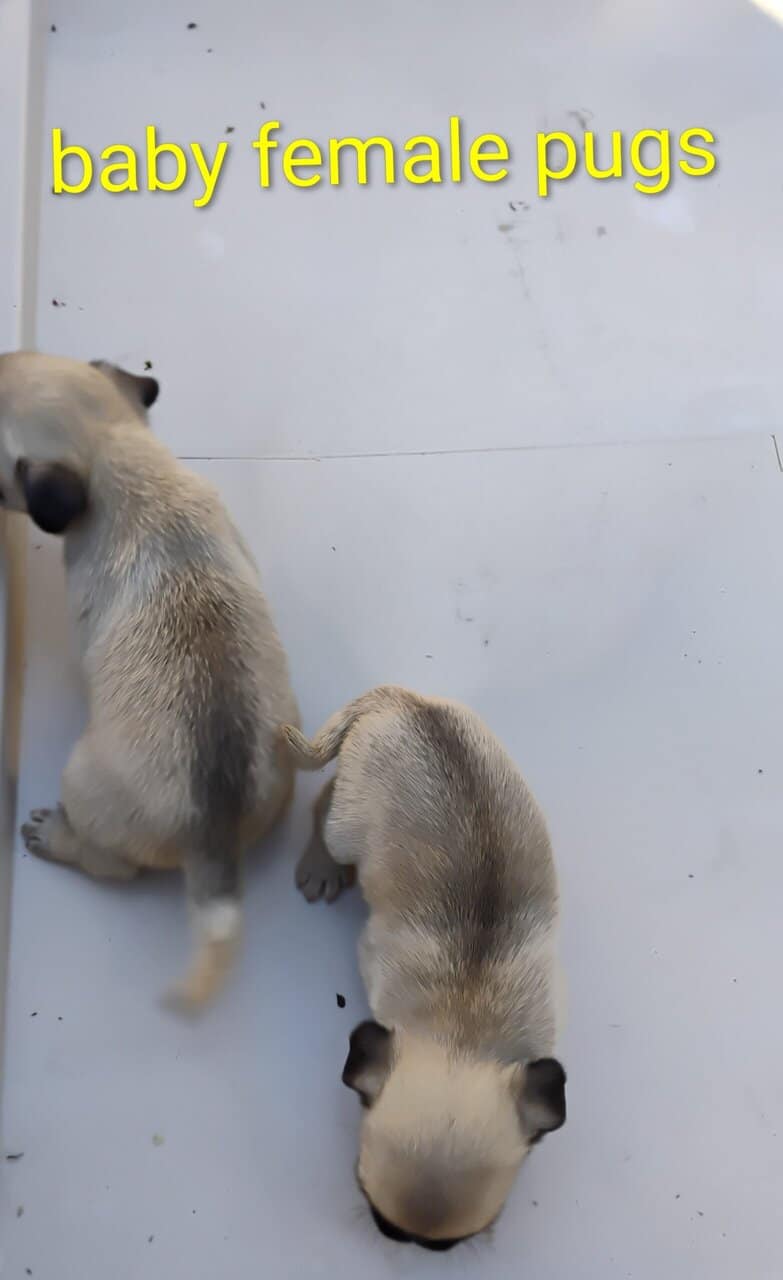 Pug puppies image 17