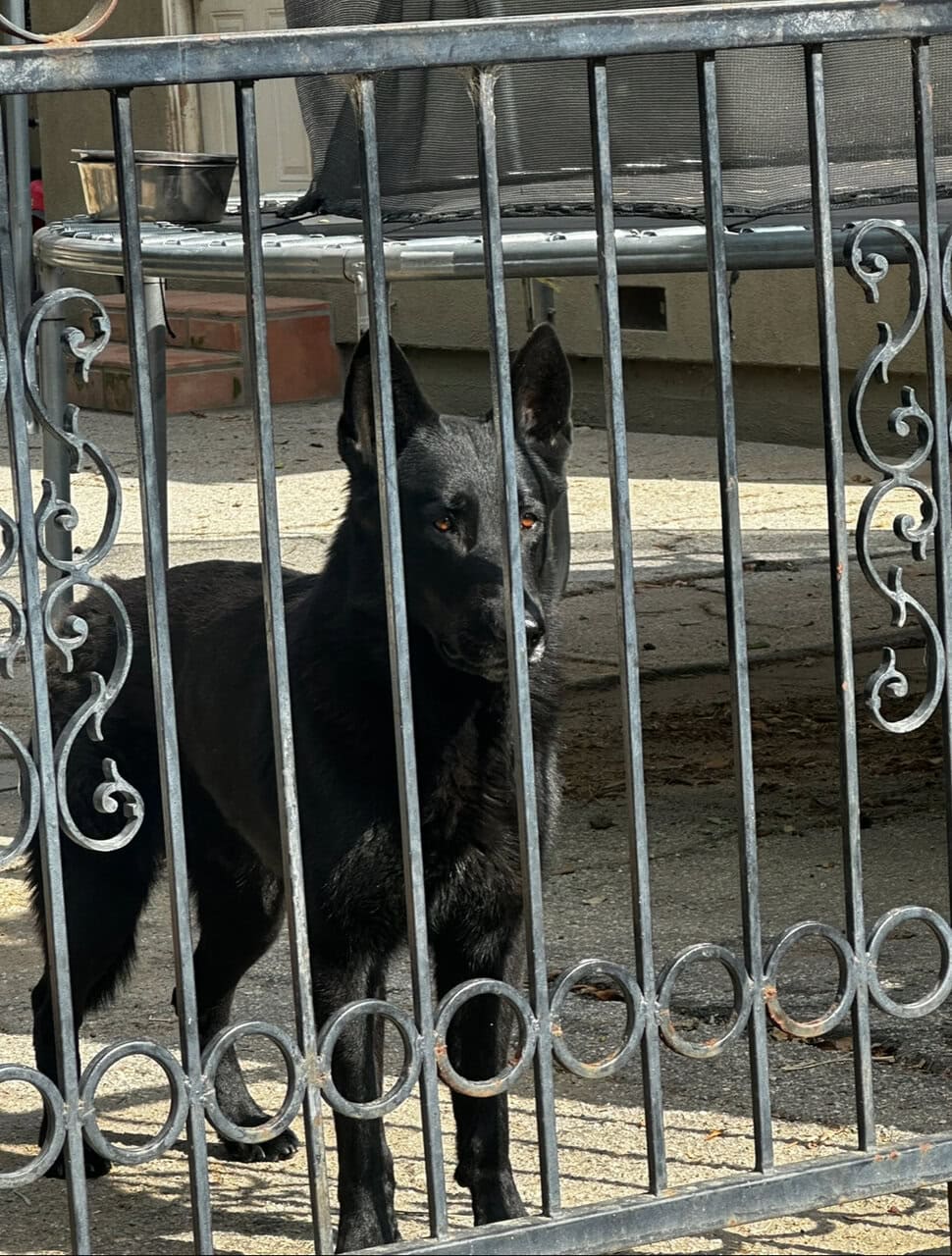 German shepherd Belgian malinois puppies for sale image 9