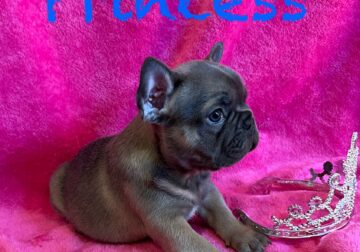 Frenchie * Female * Ukraine Lineage * – Princess