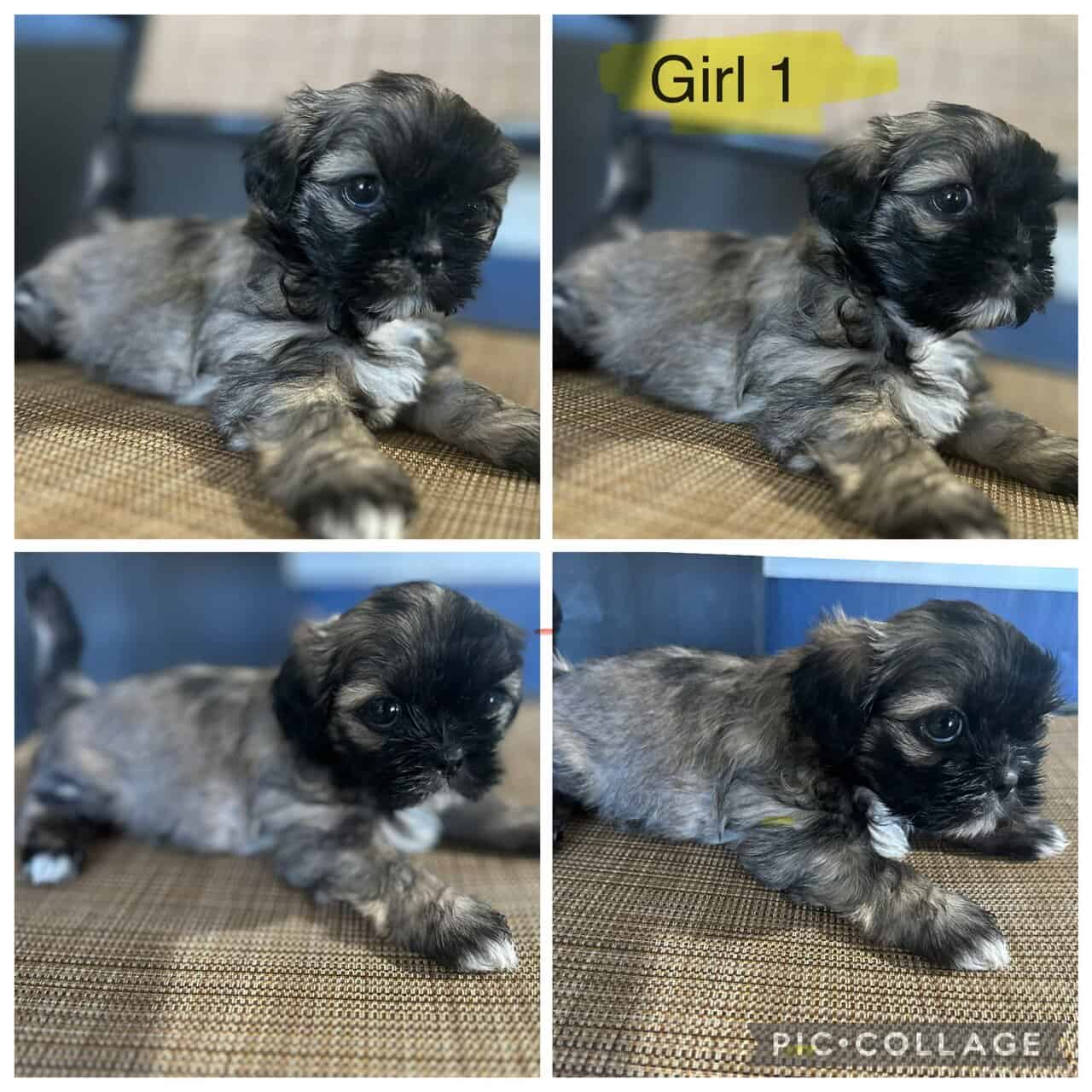 🐾 Adorable Shih Tzu Puppies for Sale! 🐾 image 4