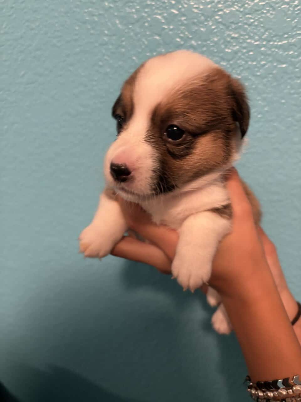 Pembroke Corgi Puppies image 2
