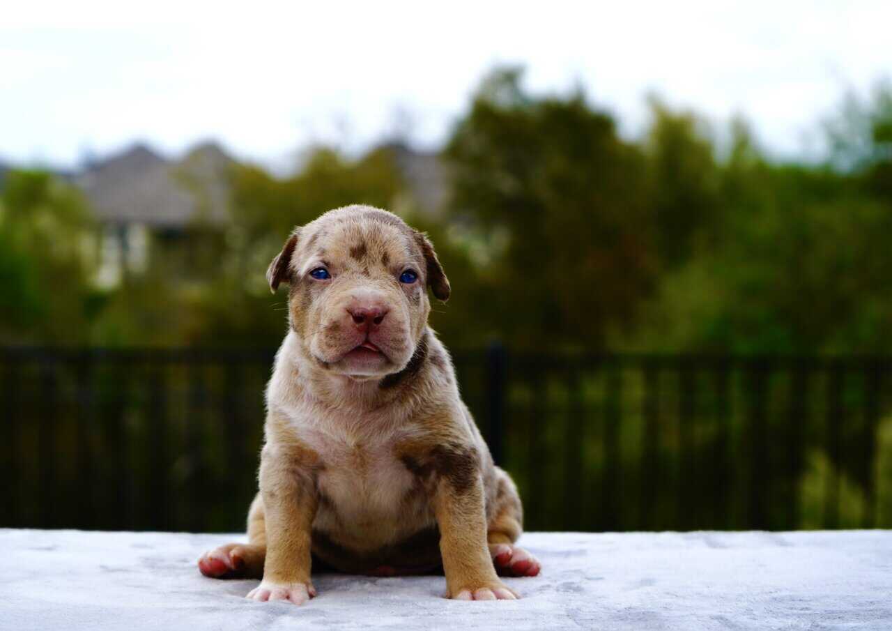 American Bully XL Purebred Puppies Big Dawg Bullie image 1