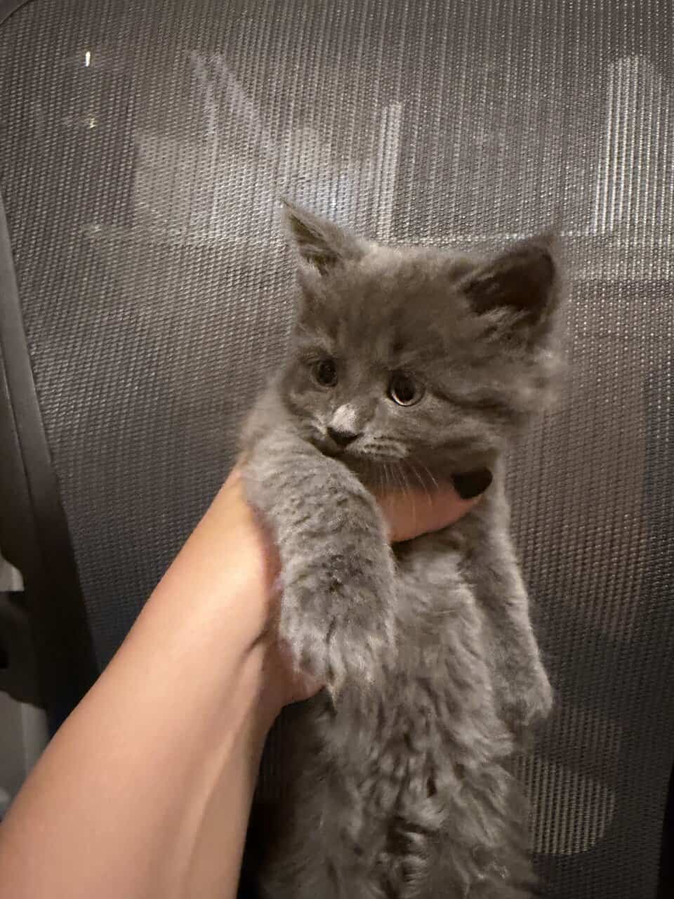 Super fluffy fluff balls image 9