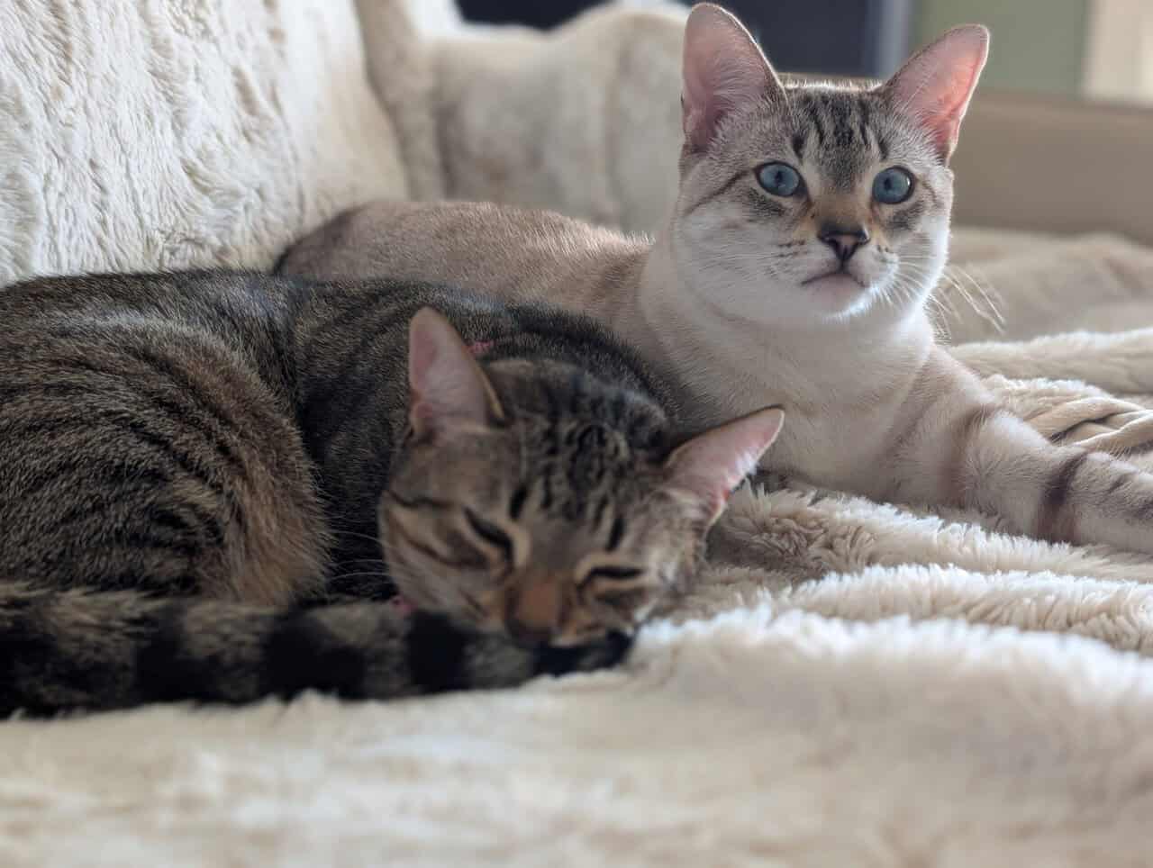 Bonded Brother & Sister image 2