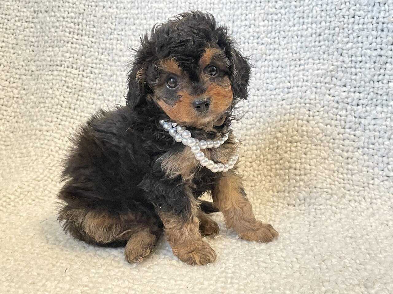 Cavapoo puppies image 10