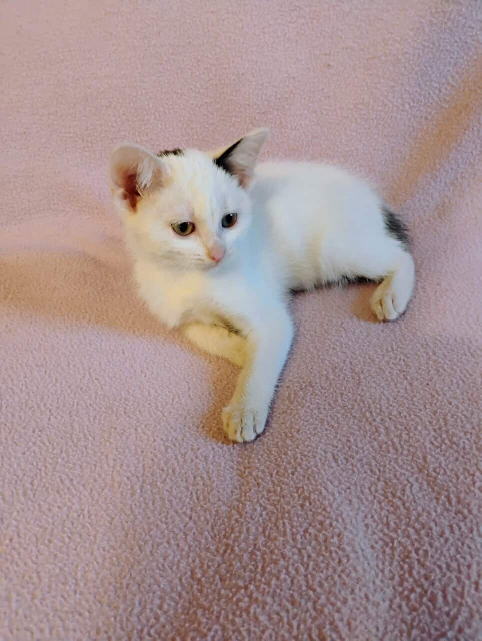 Kittens image 2
