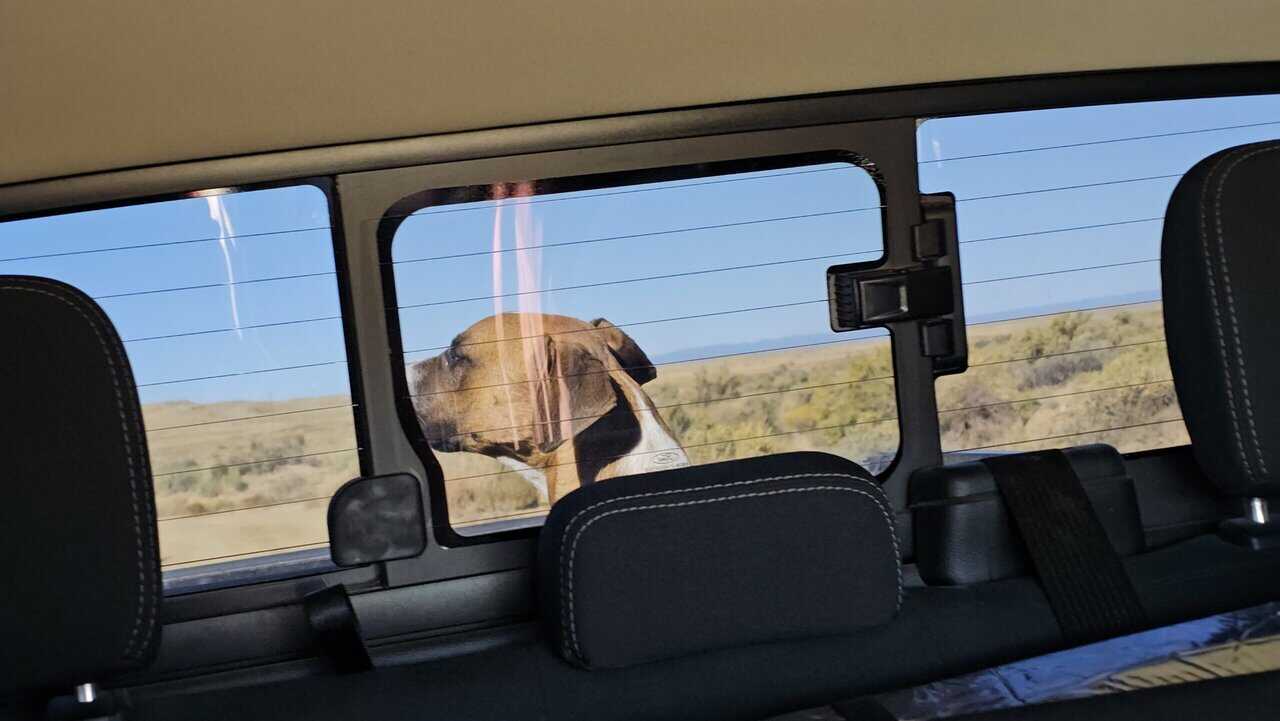 Loving terrier looking for family image 2