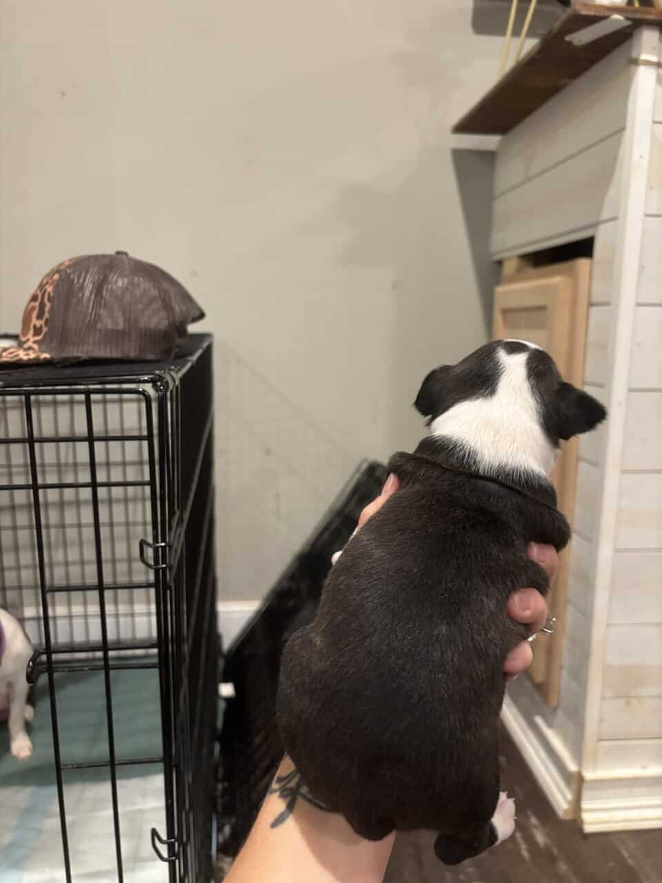Brindle Boston terrier image 3
