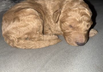 Goldendoodle puppies
