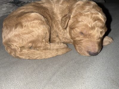 Goldendoodle puppies