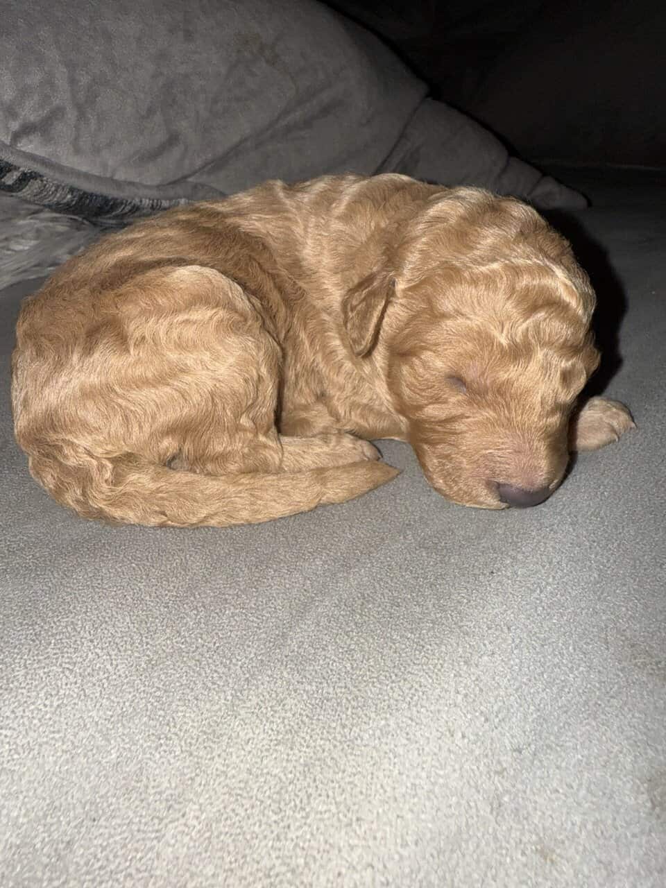 Goldendoodle puppies image 1