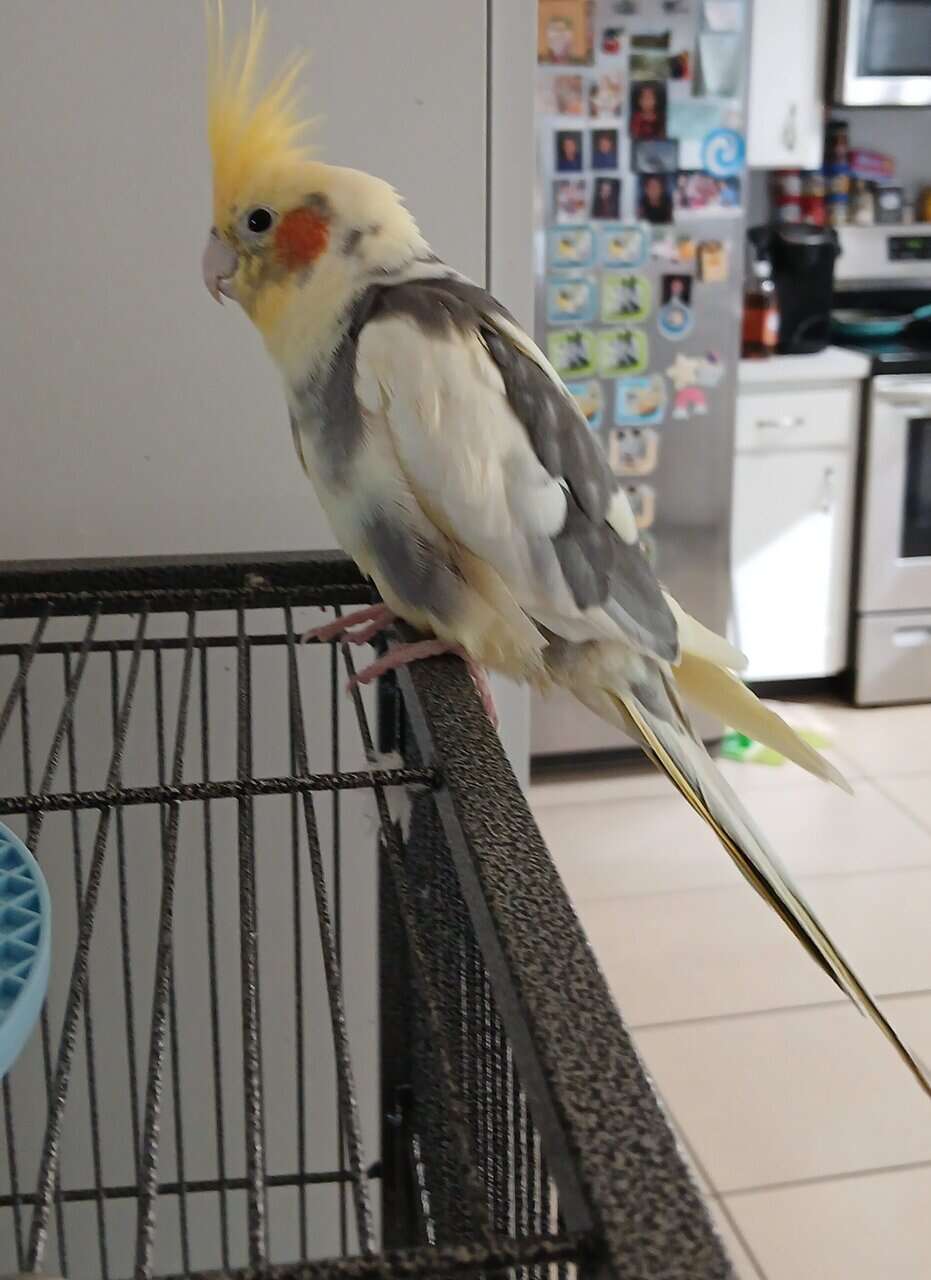Bird cage and cockatiel image 4