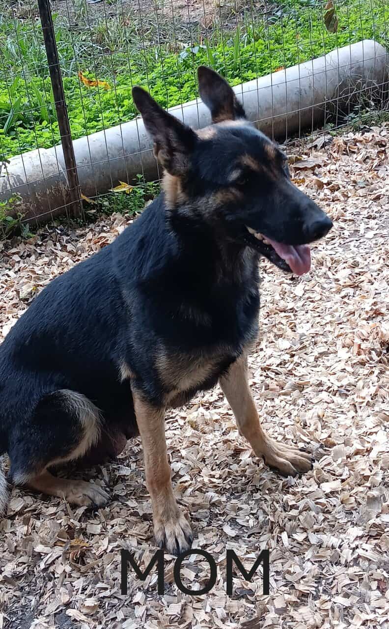 German Shepherd puppies image 9