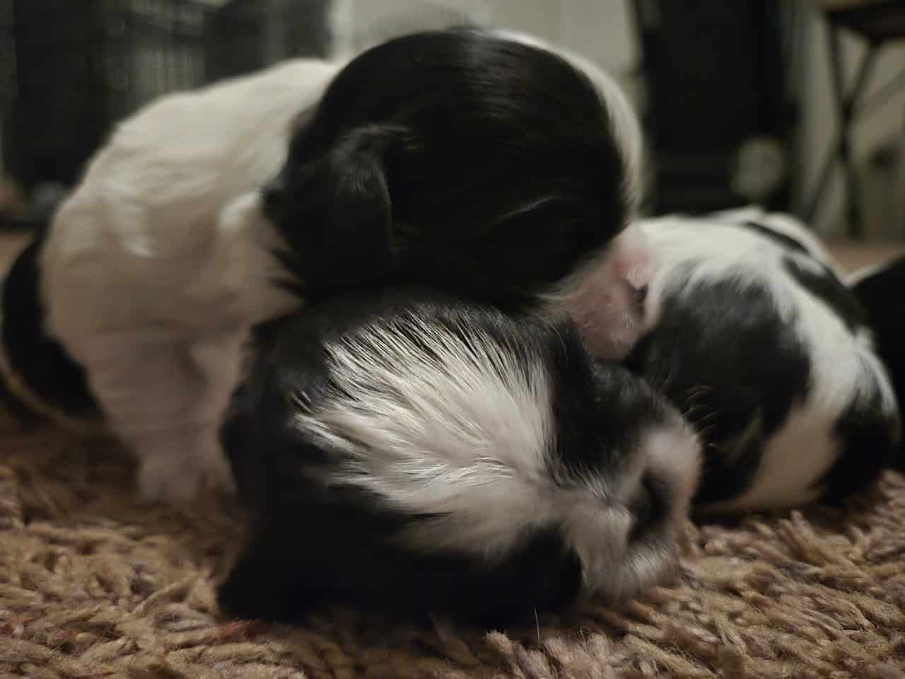 Shih Tzus Available image 3