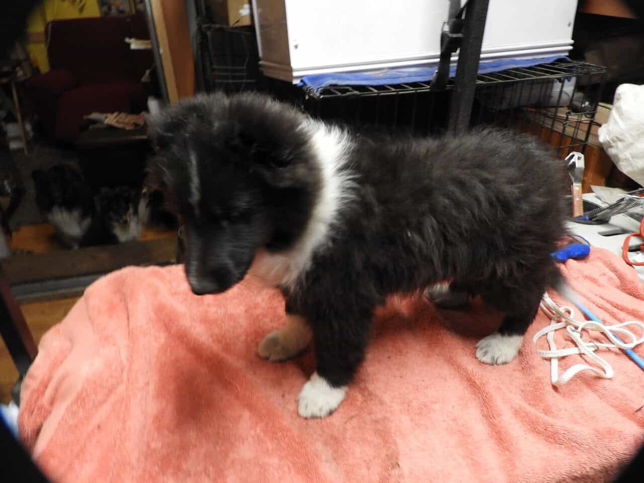 AKC registered Sheltie puppies image 4