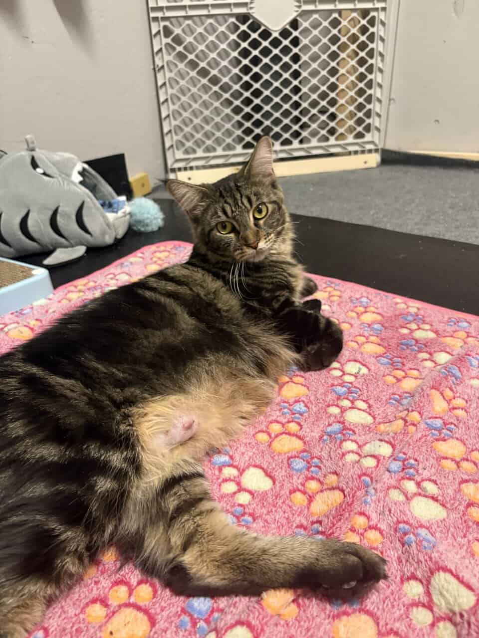 Maine Coon Kittens image 16