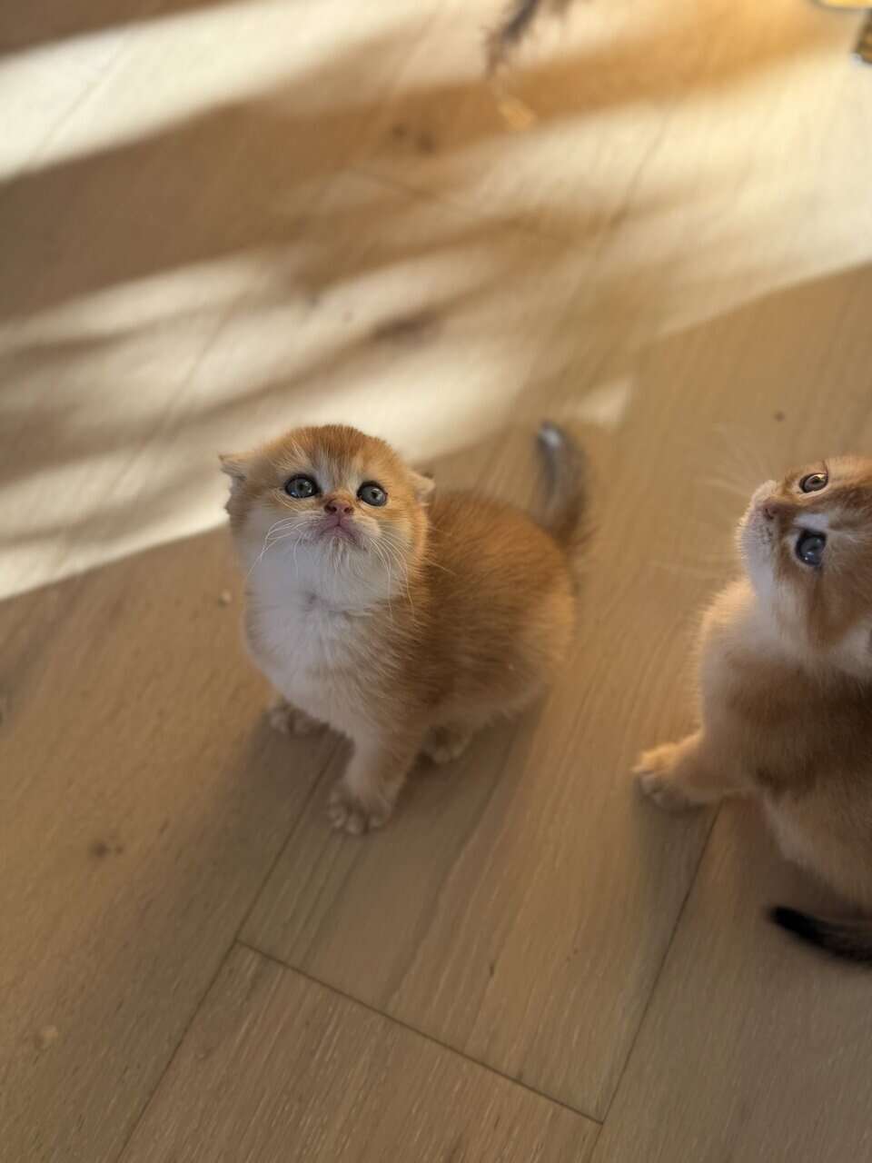 Scottish fold image 3