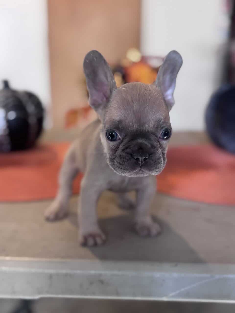 Lilac/fawn with big blue eyes image 1