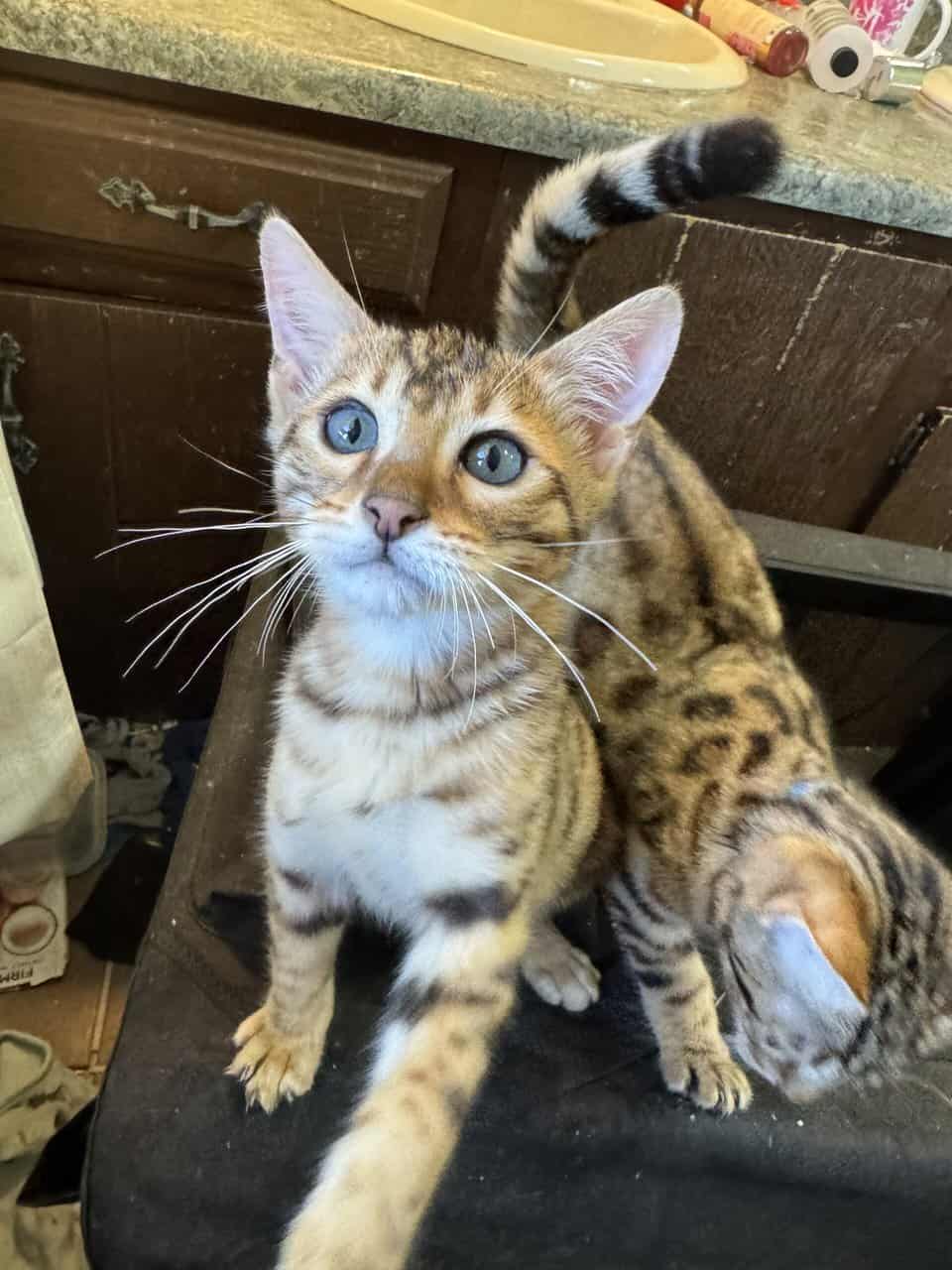 Beautiful Bengal Kittens image 17