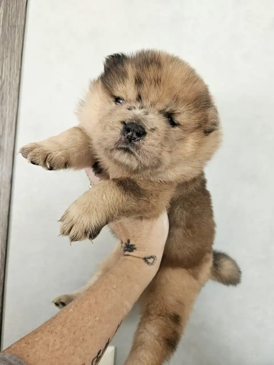 CHOW CHOW PUPPIES FAMILY RAISED WELL BRED image 2