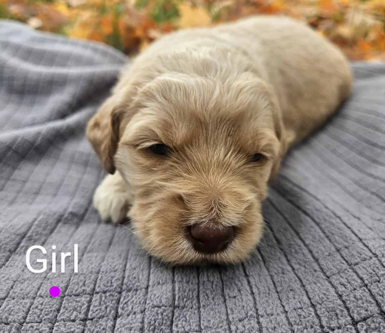 Goldendoodle puppies - take home nov 29 image 9