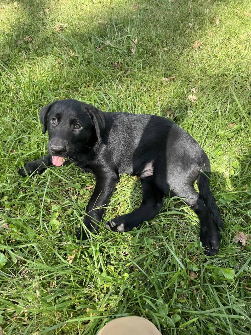 Labrador puppies for sale image 4