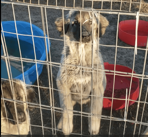 Turkish Kangal-Boz Livestock Guardians image 7