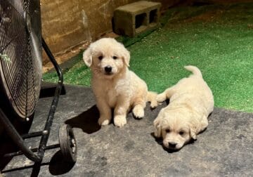 AKC English Cream Golden Retrievers