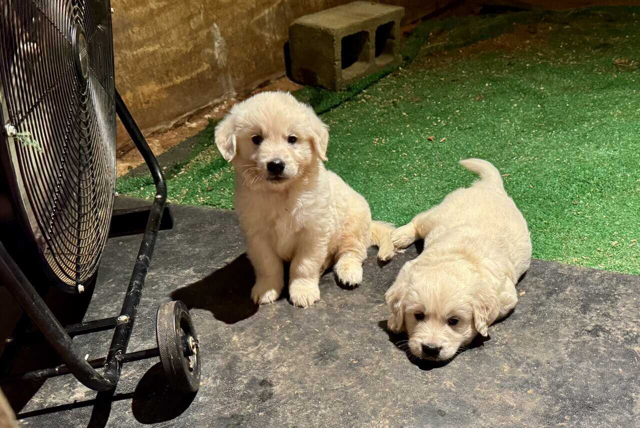 AKC English Cream Golden Retrievers image 1