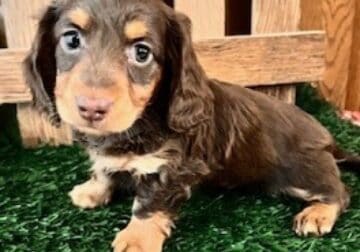 Tinker Male Mini Dachshund