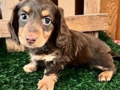 Tinker Male Mini Dachshund