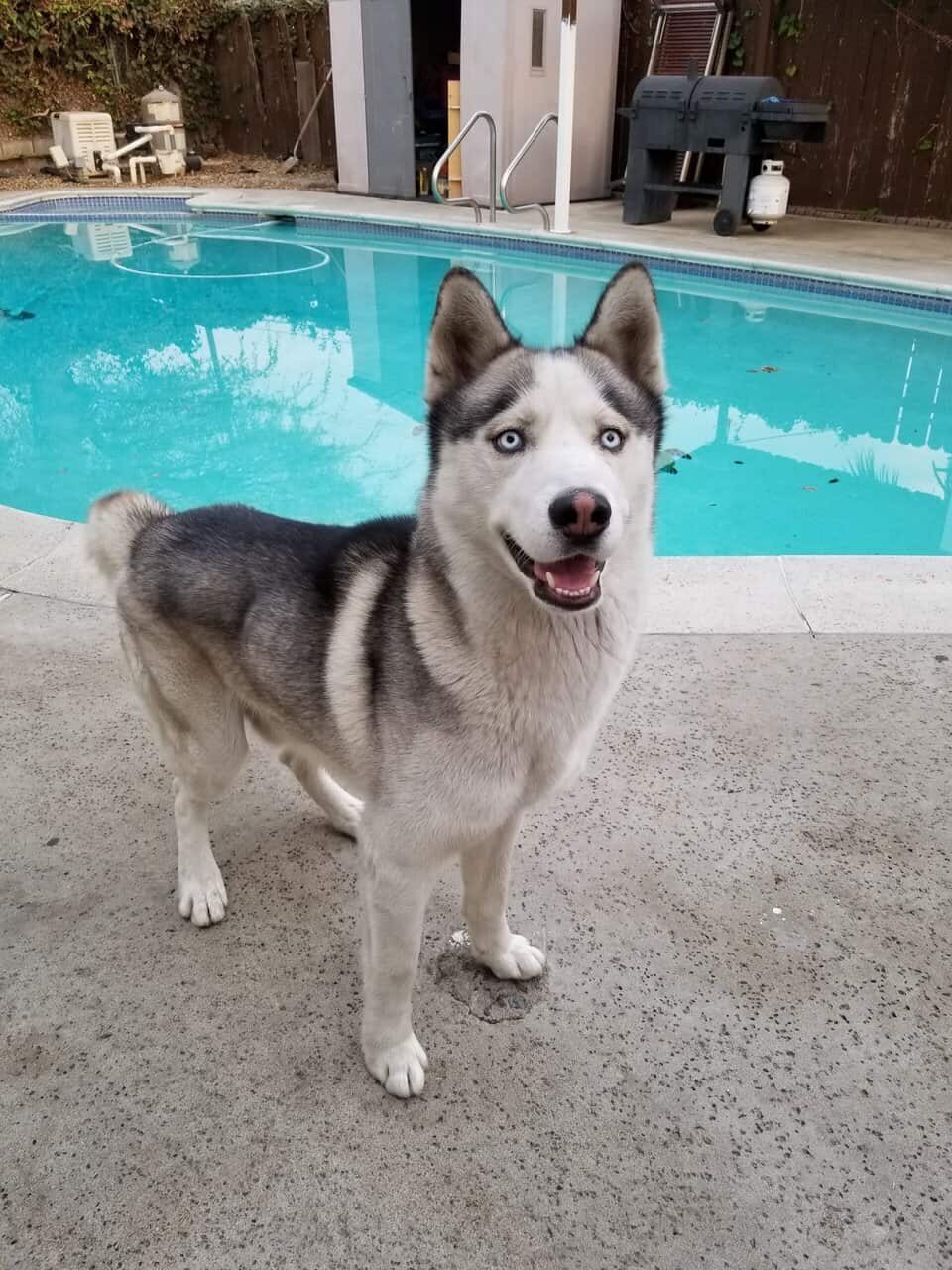 Beautiful Malamute Needs New Home image 2