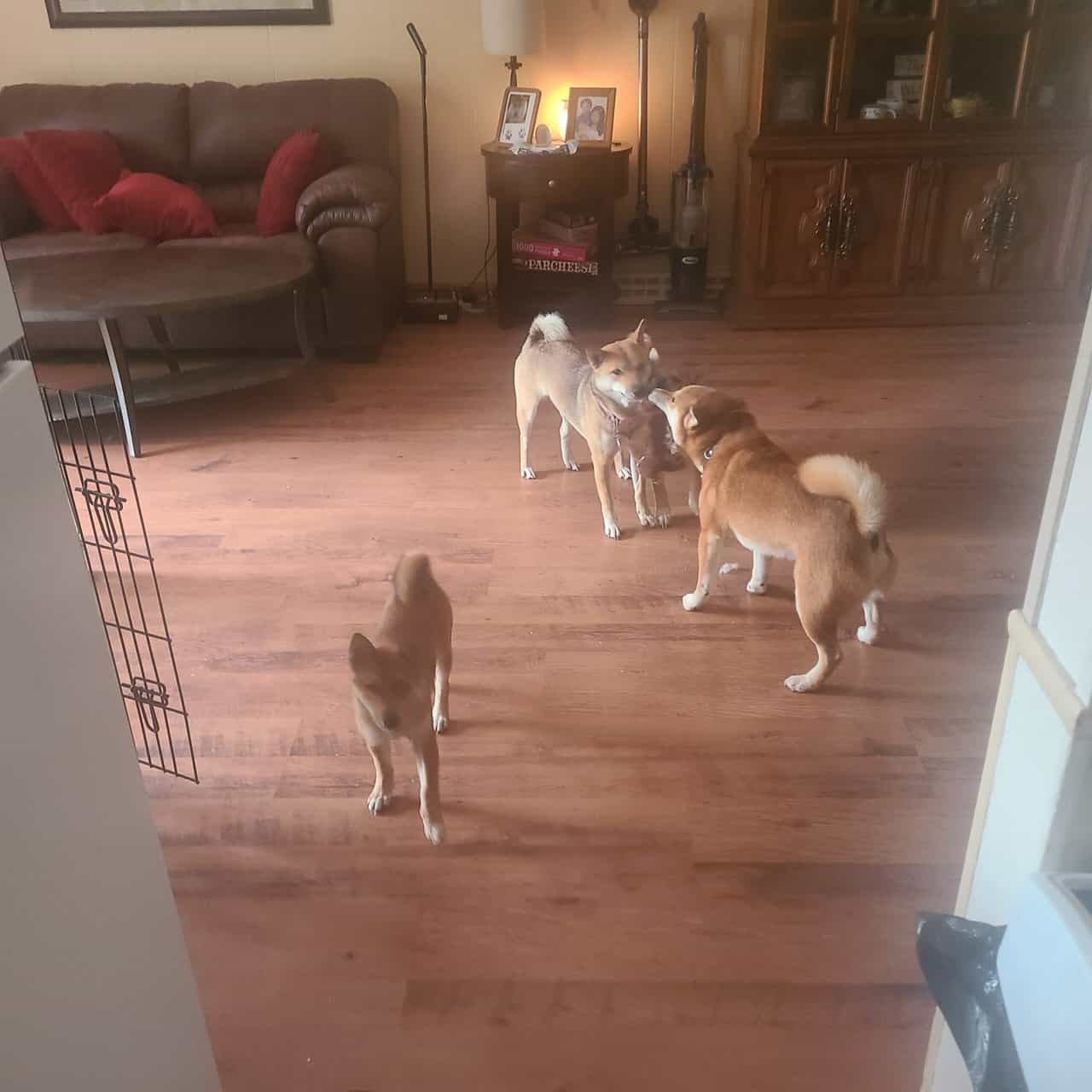 Shiba inu puppies image 1