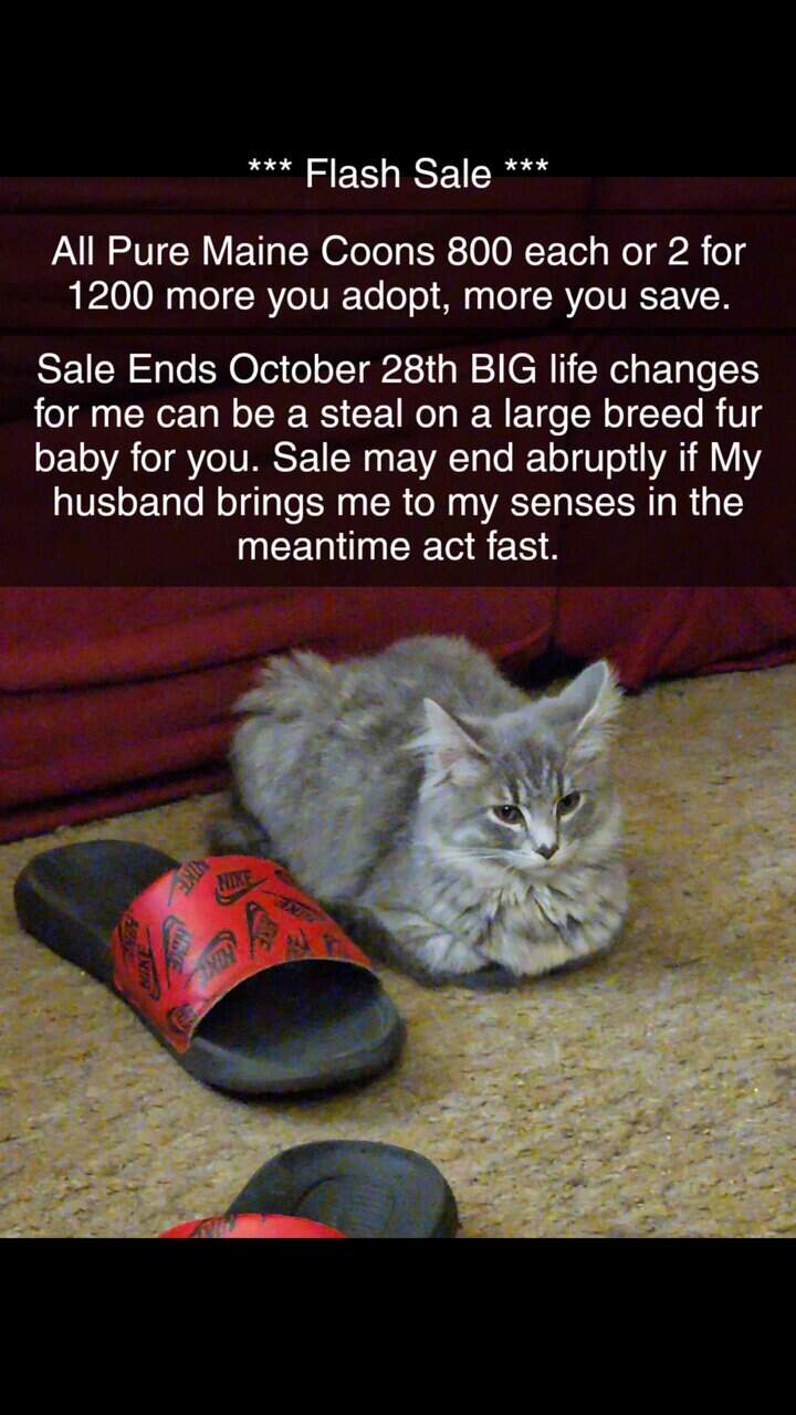 Maine Coon Kittens and cat's image 5