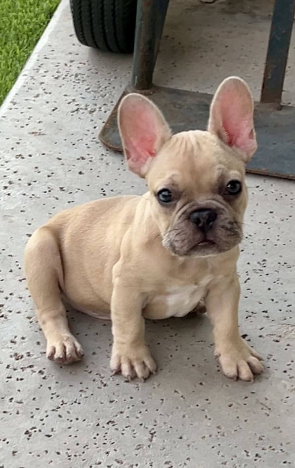 French Bulldog Puppy 🐾 image 8