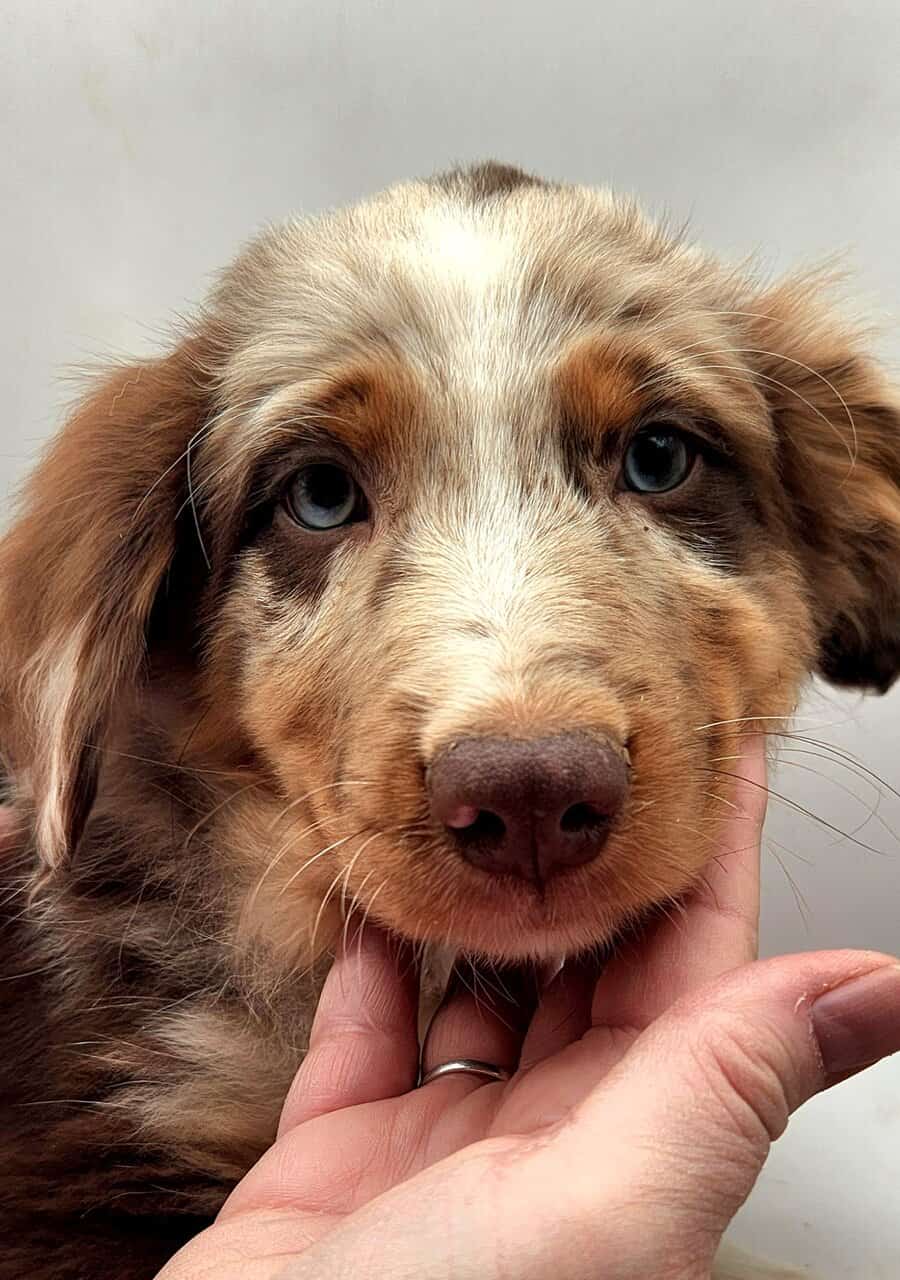 Australian Shepherd Puppies image 3
