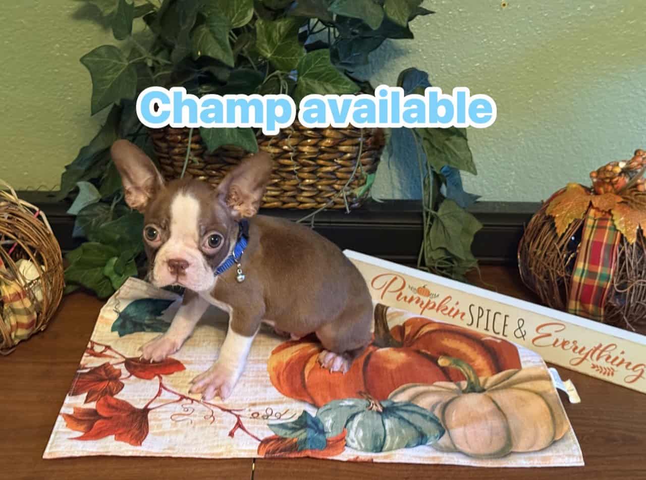 Boston Terrier puppies image 2