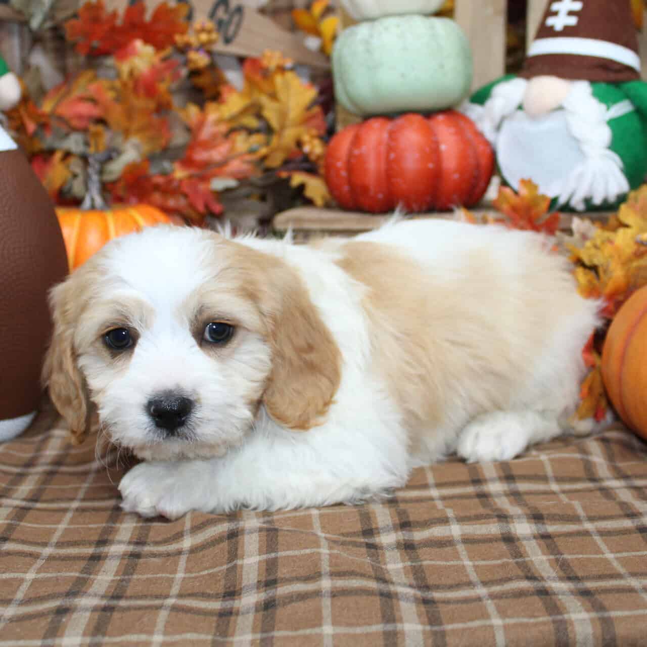 Cavchon Puppies For Sale image 8