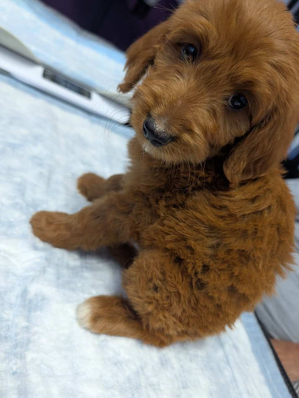 Double doodle puppies image 4