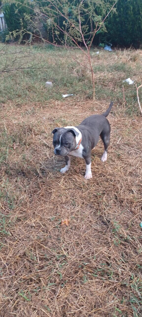Staffordshire bull terrier pups image 4