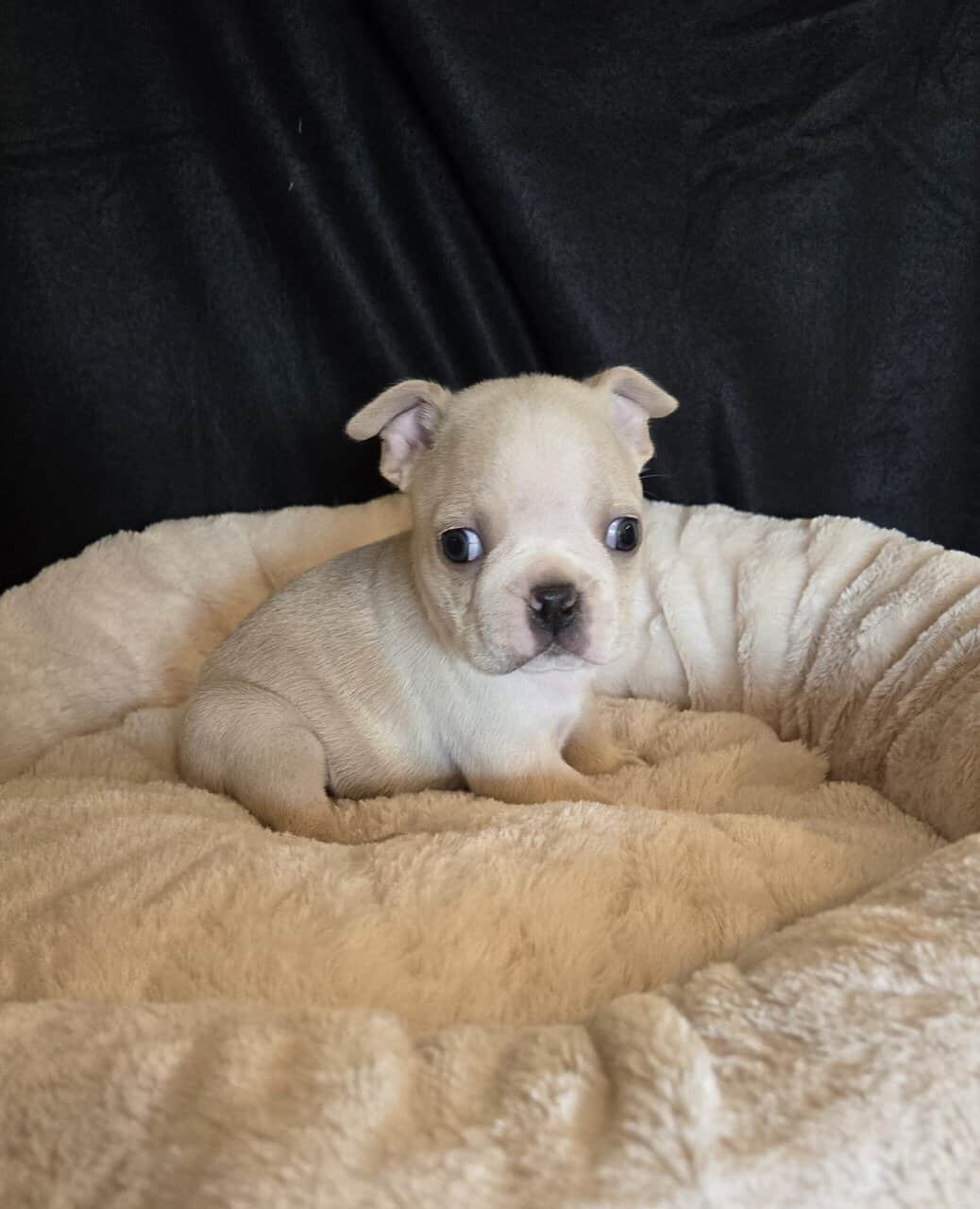 Boston Terriers image 2