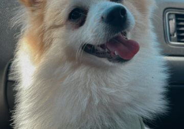 Pomeranian